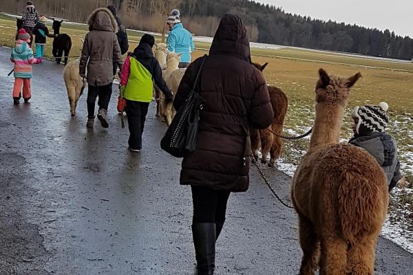 Alpakawanderung