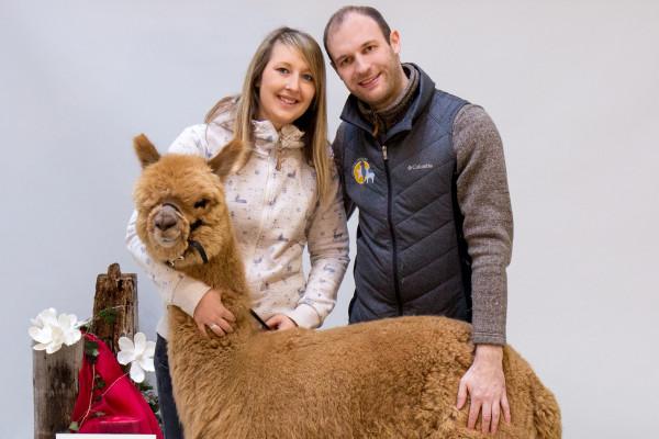 1 Alpakawanderung im Bayerischen Wald bei Cham