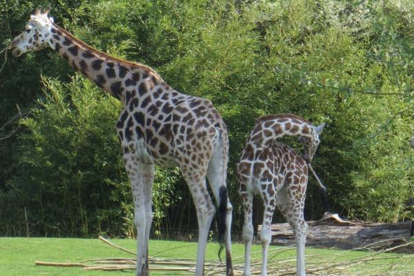 Wir können eine Blick nach Afrika machen, wenn wir am Zooschaufenster vorbei kommen.