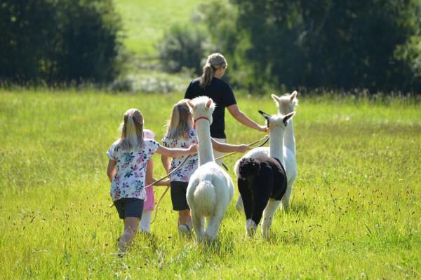 Kinder-Geburtstag “Bronze” Alpaka-Wanderung Iggensbach