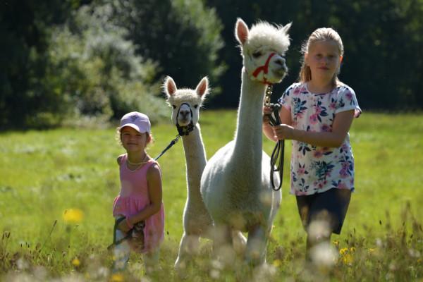 Kinder-Geburtstag “Bronze” Alpaka-Wanderung Iggensbach