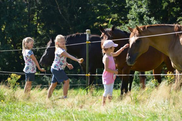 Kinder-Geburtstag “Bronze” Alpaka-Wanderung Iggensbach