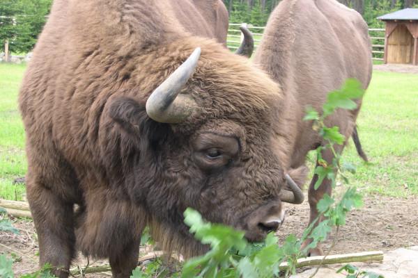 Wisentgehege Prätenow