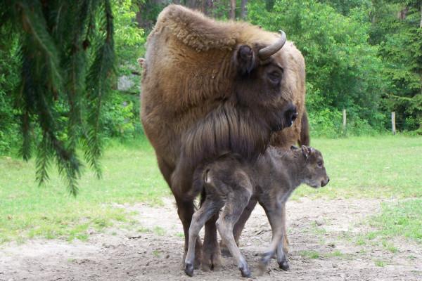 Wisent und Junges