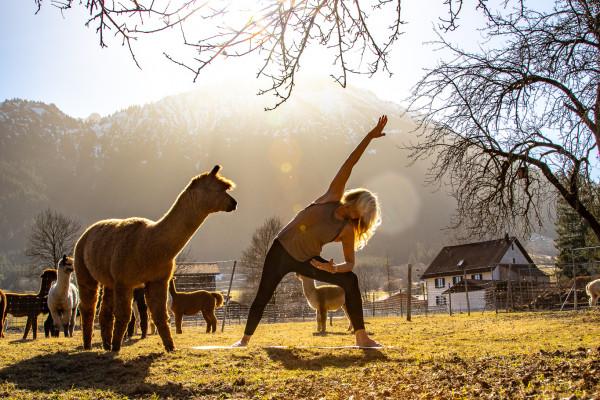 Yoga mit Alpakas im Allgäu – naturnah entschleunigen