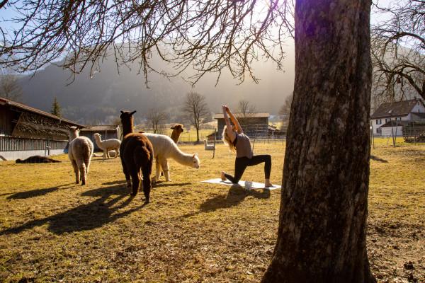 Yoga mit Alpakas im Allgäu – naturnah entschleunigen
