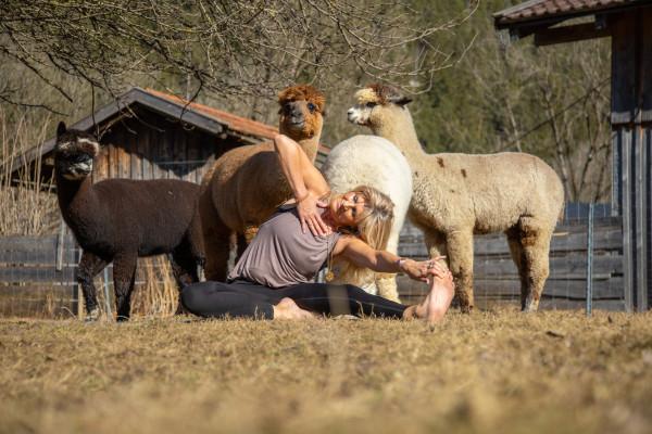 Yoga mit Alpakas im Allgäu – naturnah entschleunigen
