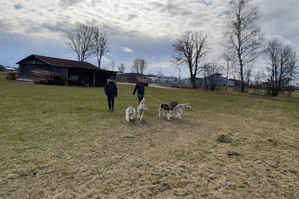 Husky-Wanderung im Unterallgäu 5,0Std