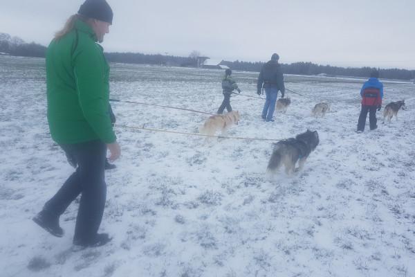Husky-Wanderung im Unterallgäu 3,50 Std.