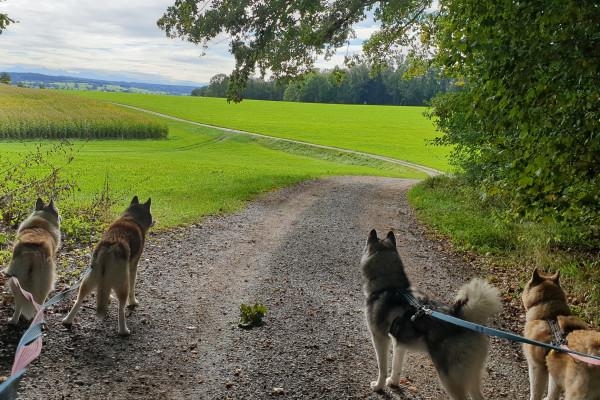 Urlaub bei und mit Huskies