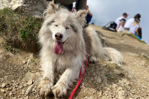 Urlaub bei und mit Huskies