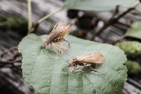 Basic-Kurs Fliegenfischen (Frankfurt)