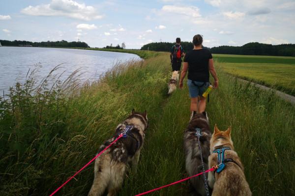 Husky-Wanderung im Unterallgäu 5,0Std