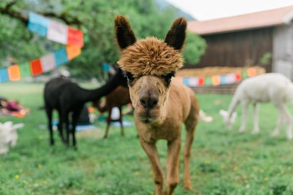 Yoga mit Alpakas im Allgäu – naturnah entschleunigen