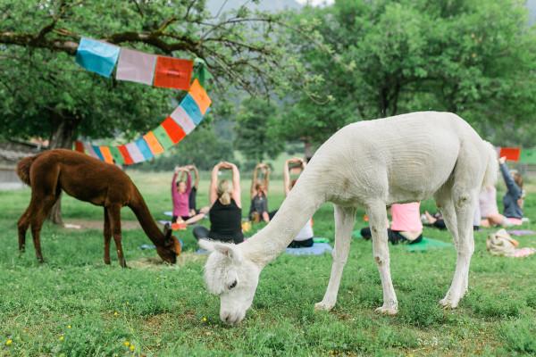 Yoga mit Alpakas im Allgäu – naturnah entschleunigen