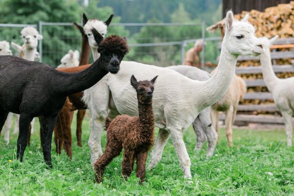 Yoga mit Alpakas im Allgäu – naturnah entschleunigen
