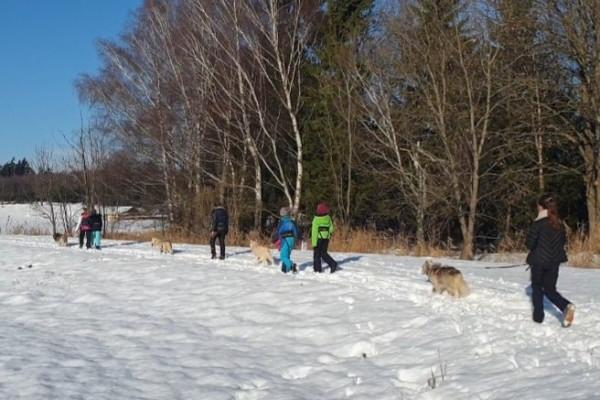 Husky-Wanderung im Unterallgäu 3,50 Std.