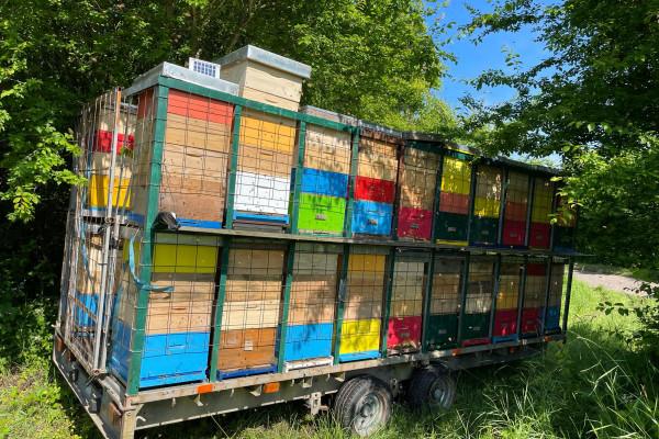 Honig-Verkostung für zwei Personen