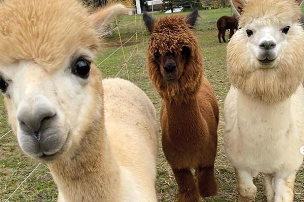 Alpaka- und Lamawanderung bei Wien