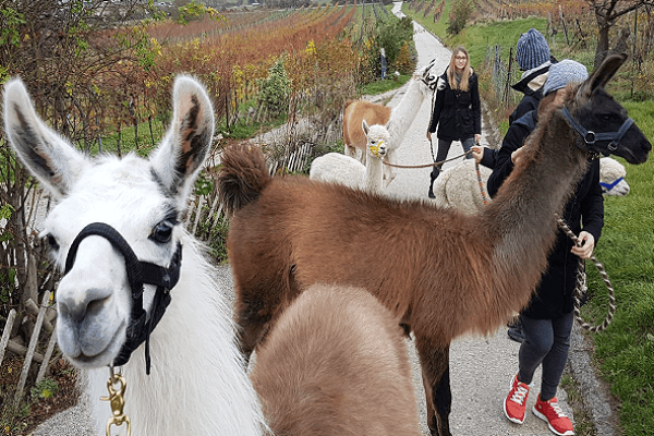 Alpaka- und Lamawanderung bei Wien