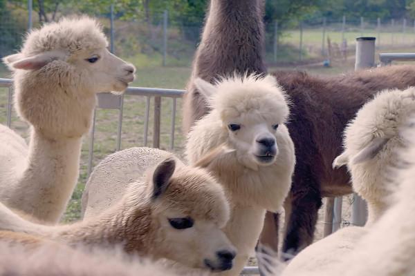 Alpaka- und Lamawanderung bei Wien