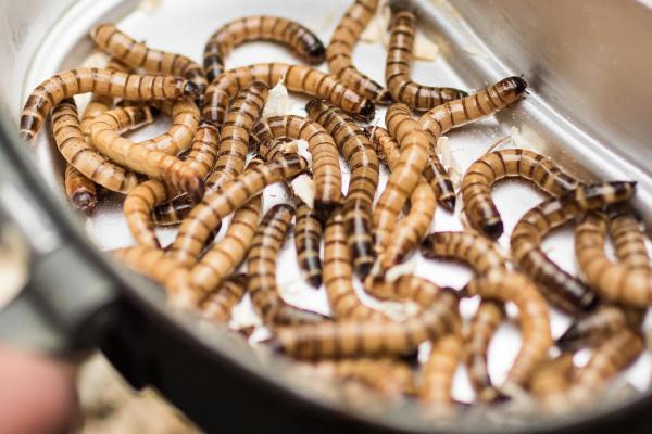 Outdoor Survival Camp Osterode