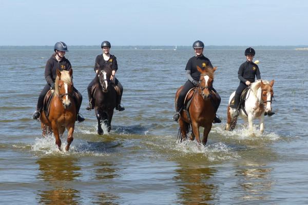 Ausritte für Einsteiger durch die Ostseelagunen