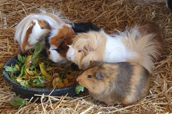 Kindertagesbetreuung in Barth