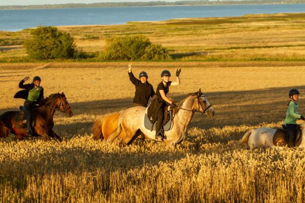 Ausritt durch die Lagunen der Ostsee Schritt-Trab-Galopp