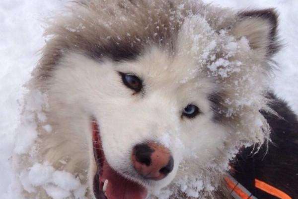 Husky-Wanderung im Unterallgäu 5,0Std