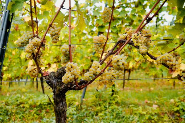 Ökologische Landwirtschaft