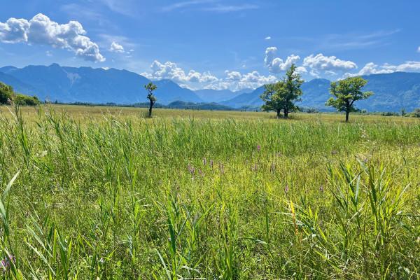 Blick über das Murnauer Moos auf die bayerischen Voralpen und das Wetterstein-Gebirge
