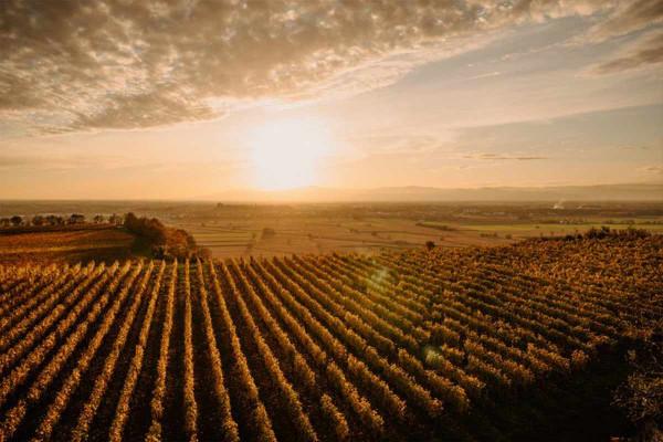 Outdoor-Escape-Abenteuer: In Vino Fantasia - Kröv