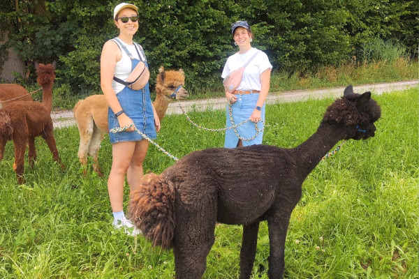 Alpakawanderung