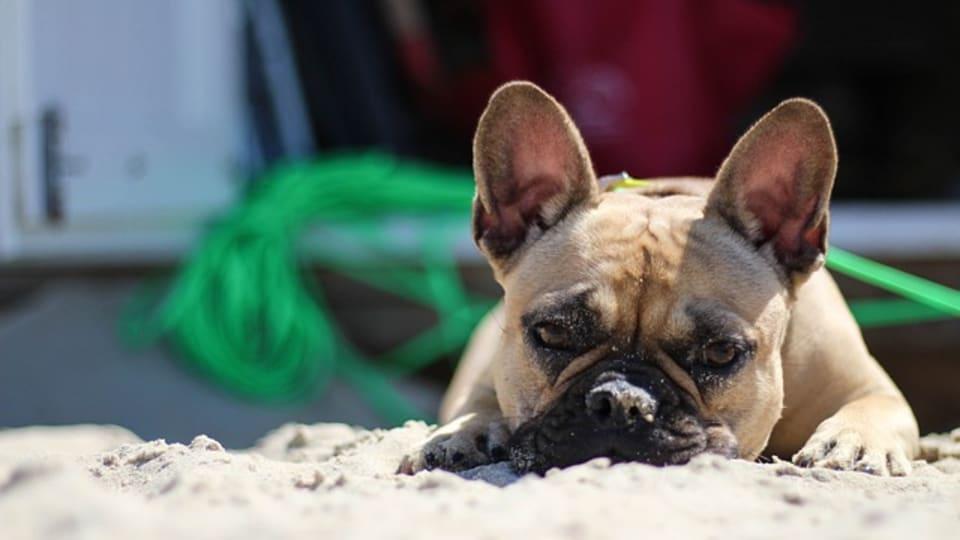 Strand 2 (Hundestrand)