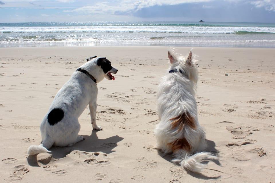 Hundedeck (unter 100er)