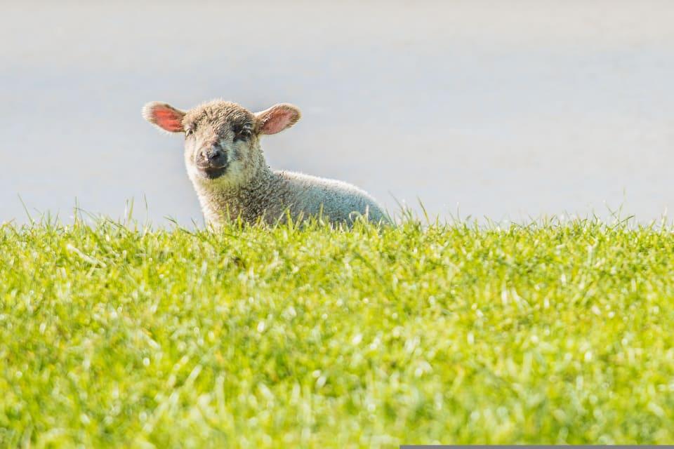 Horumersiel Hundestrand