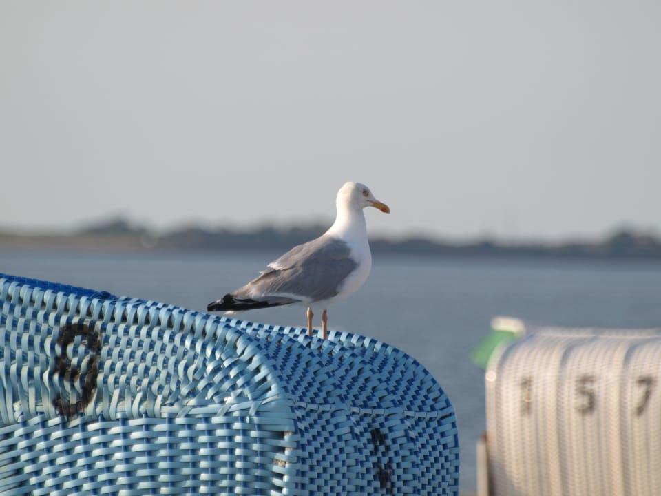Horumersiel Hundestrand
