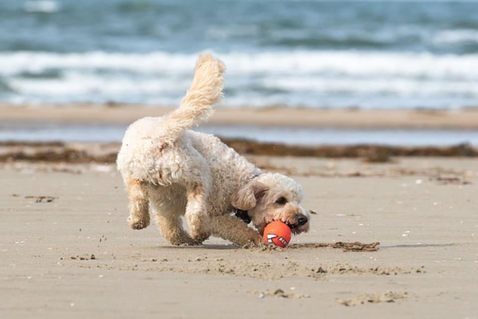 Strand 2 (Hundestrand)