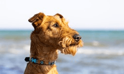 Ein Terrier am Strand