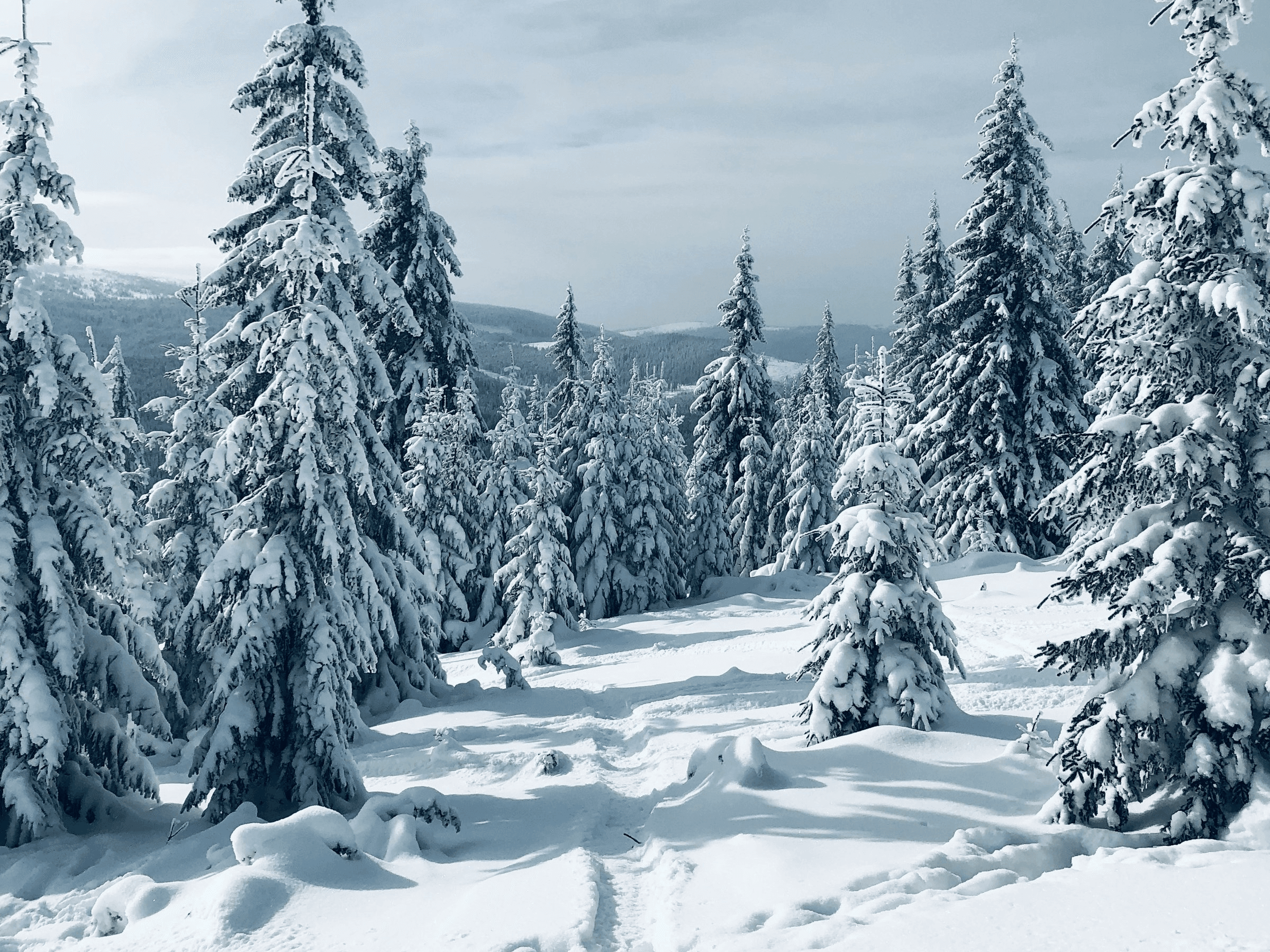 Verschneite Bäume in winterlicher Landschaft