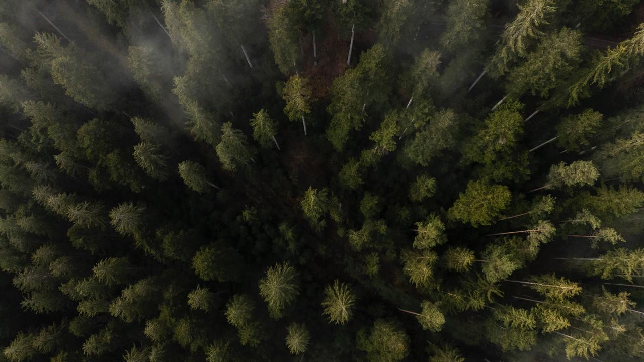 Bäume im Schwarzwald von oben