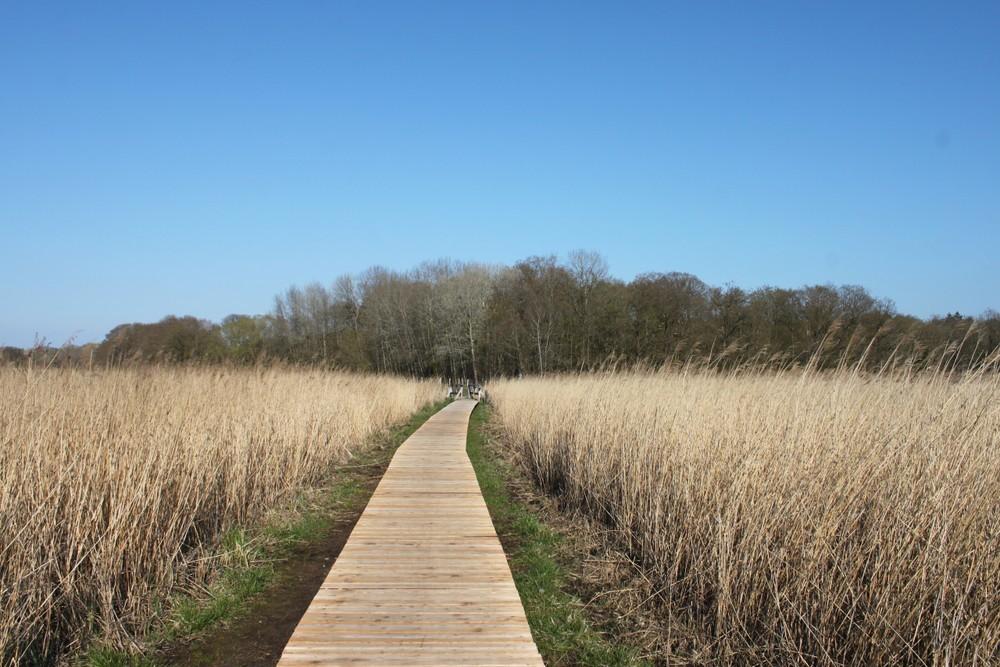 Ein Bretterweg in einer Moorlandschaft an der Ostsee