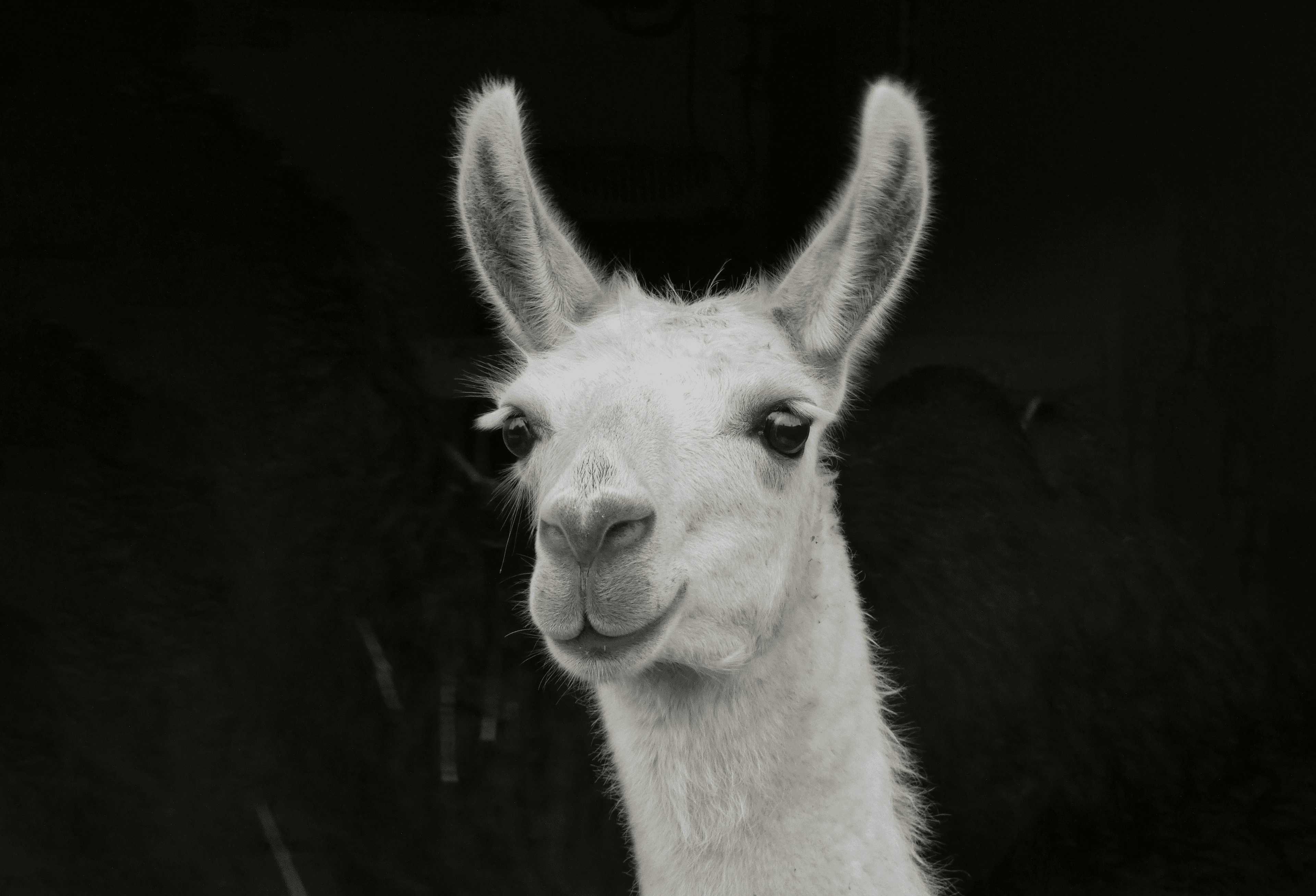 Ein Lama in einem Stall in Schleswig-Holstein