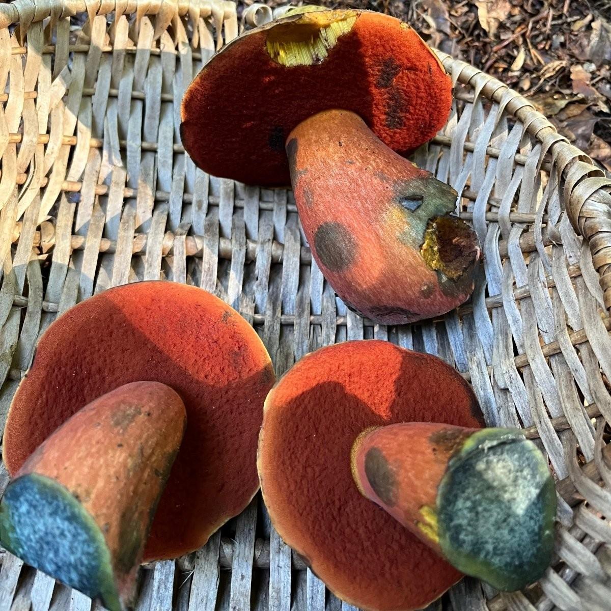 3 rötliche Pilze in einem Korb