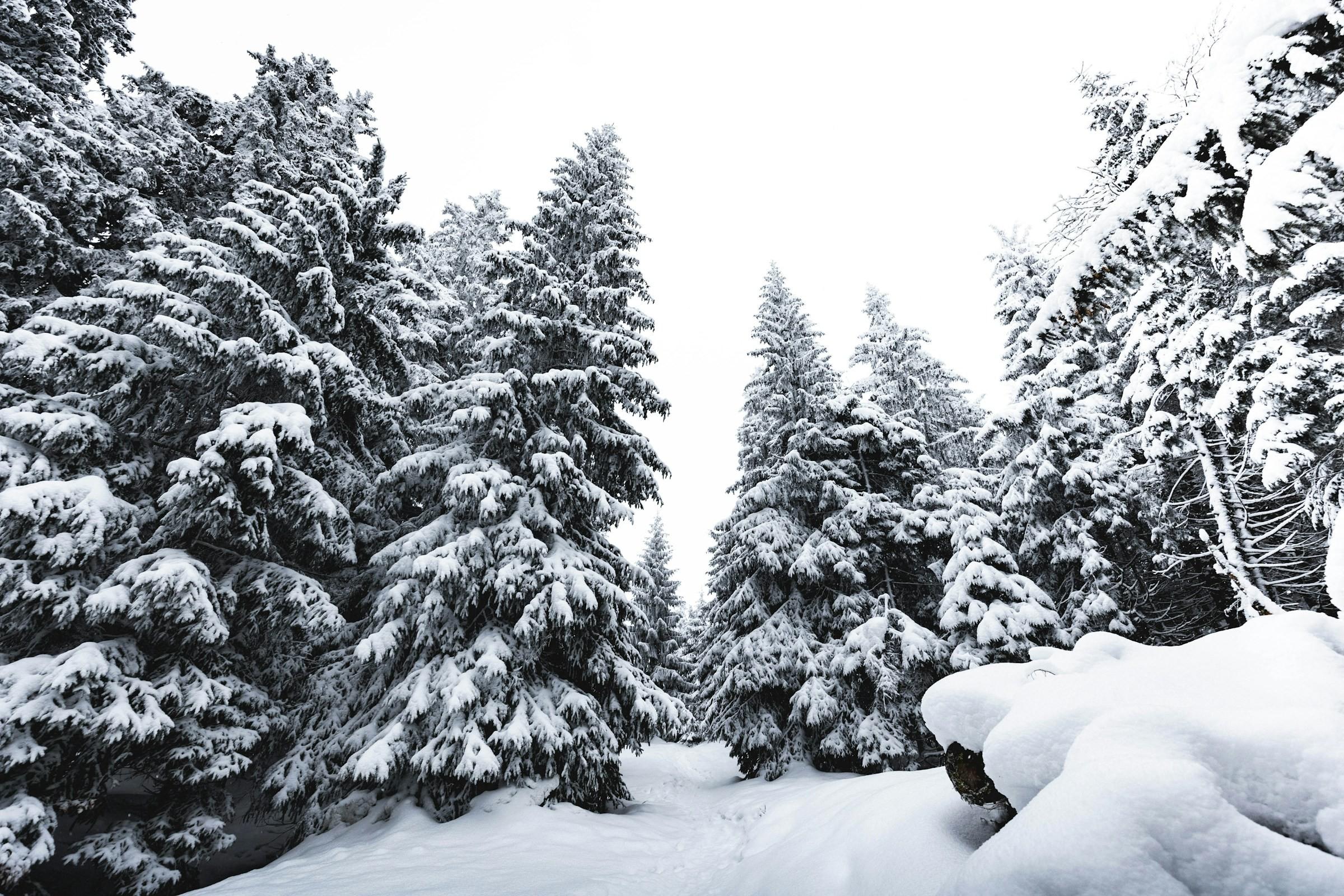 Winterlicher Wald