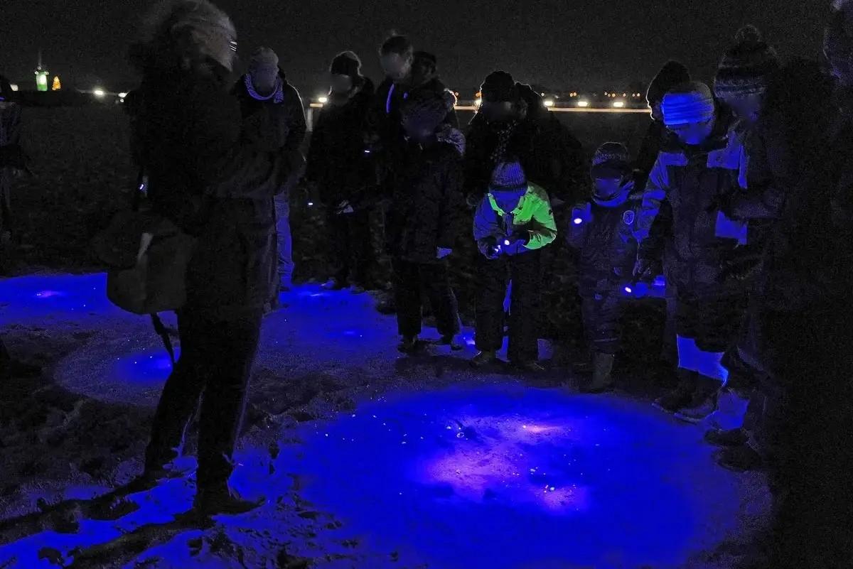 Eine Gruppe sucht am Strand mit UV-Licht nach Bernstein
