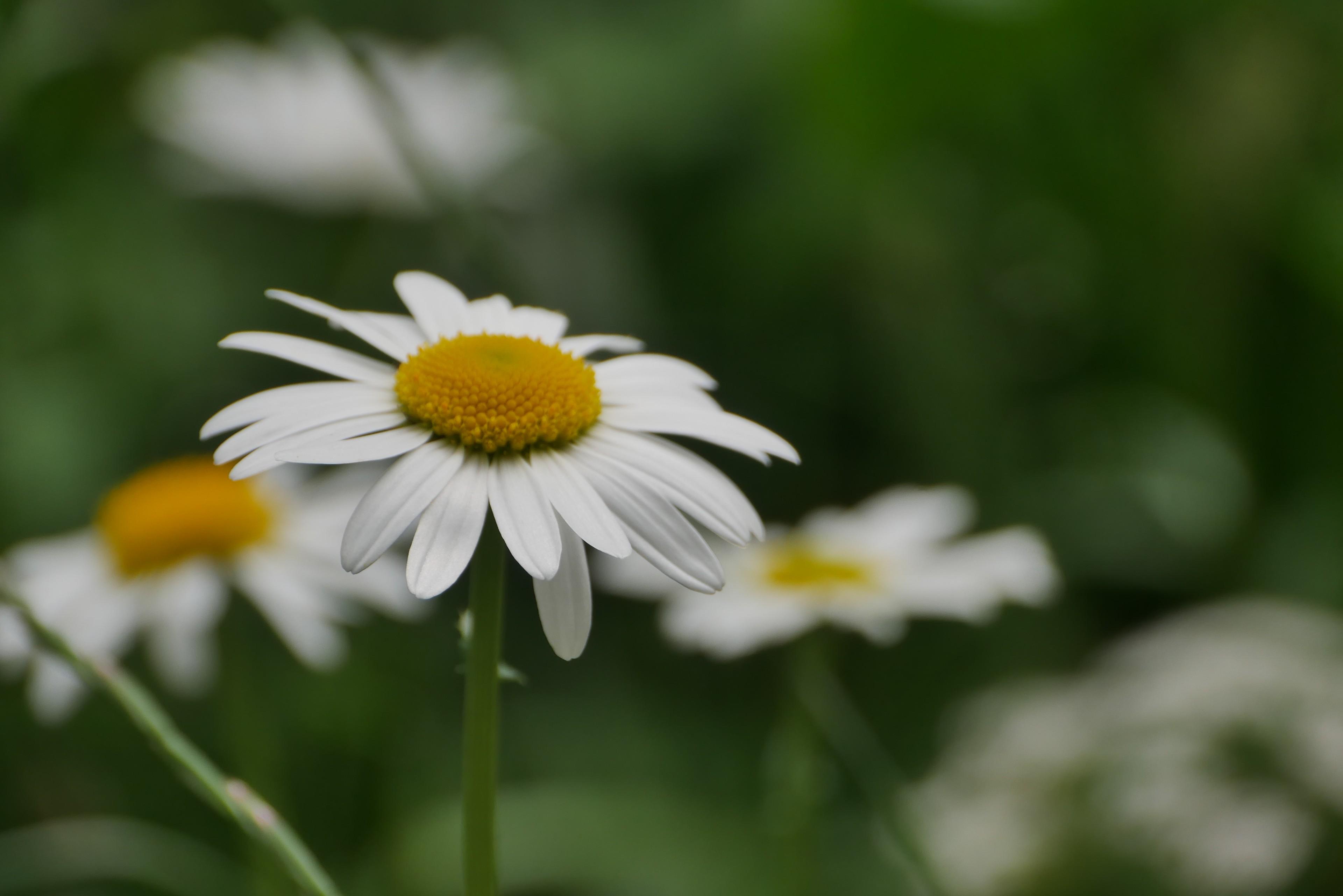 Blume in den Bergen bei Mittenwald