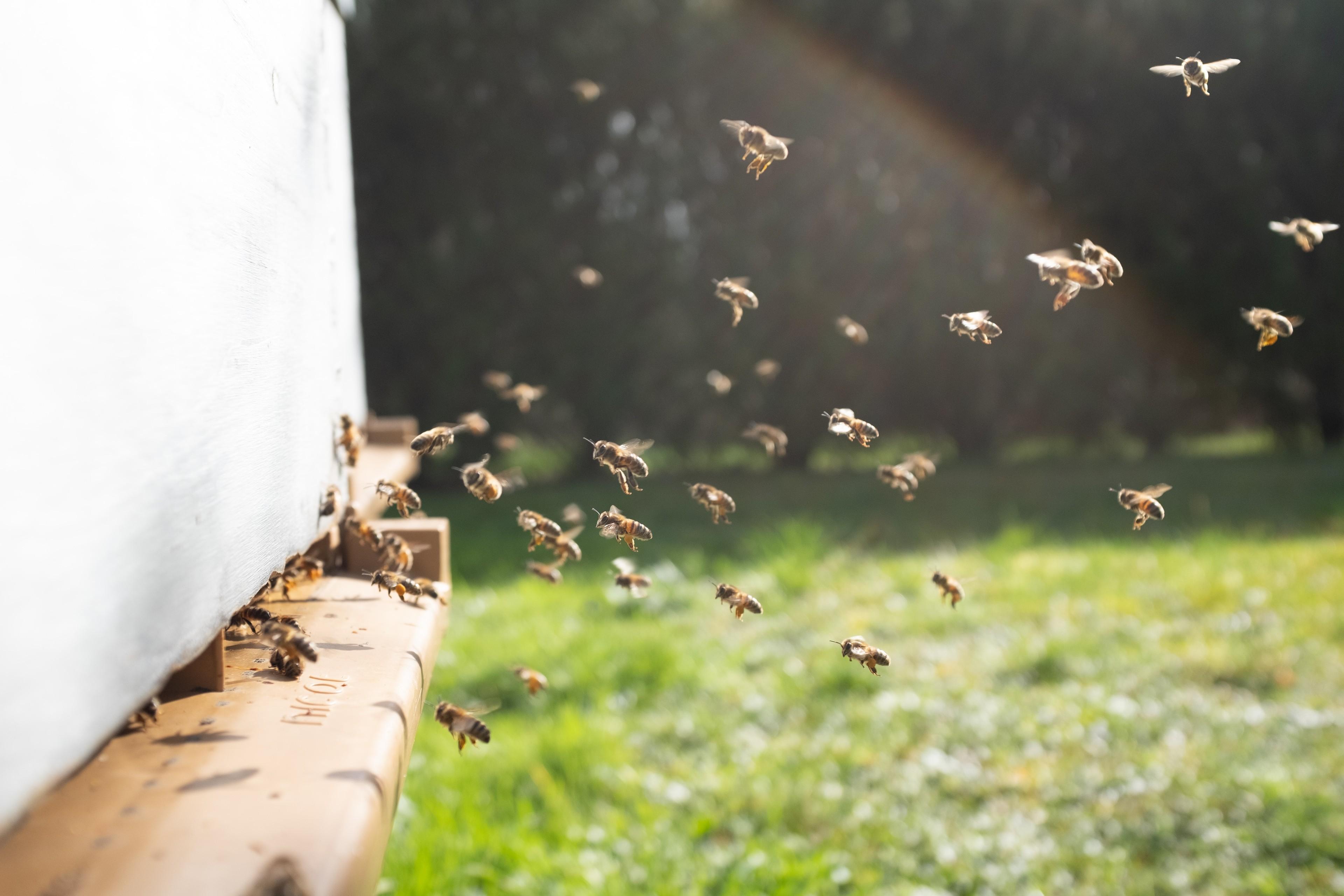 Bienen schwärmen aus