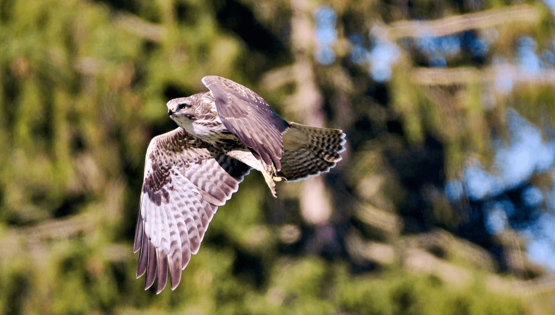 Mäusebussard im Flug